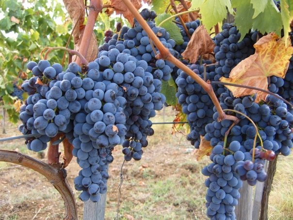 Tuscan Sangiovese grapes