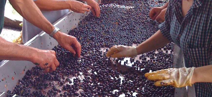 Accurate selection of the best grapes
